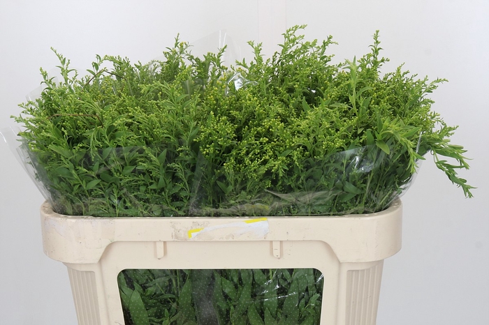 <h4>Solidago Golden Glory</h4>