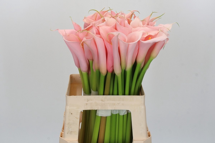 <h4>Zantedeschia Eydolls Salmon</h4>