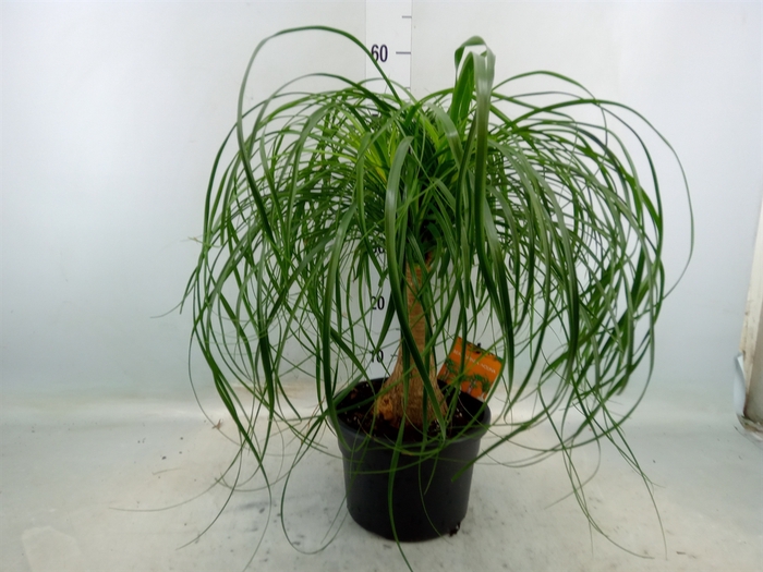 <h4>Beaucarnea recurvata</h4>