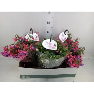 Fuchsia  'Bella Fuchsia'  .mix hang