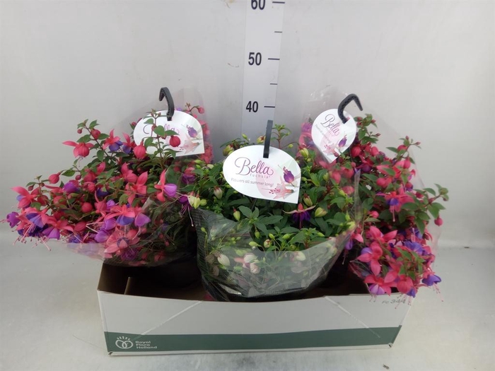 Fuchsia  'Bella Fuchsia'  .mix hang