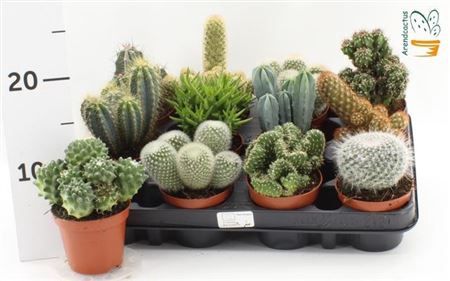 Cactus Gem
