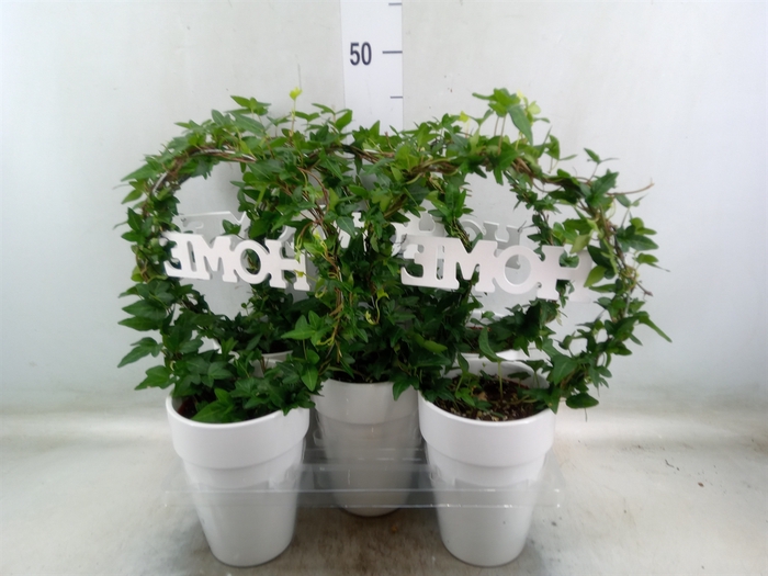<h4>Hedera   ...green leafed</h4>