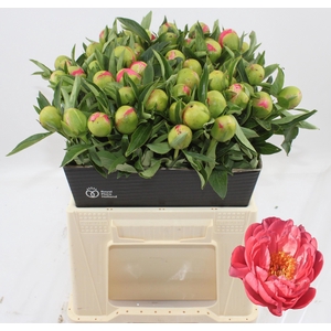 PAEO HH PINK HAWAI C