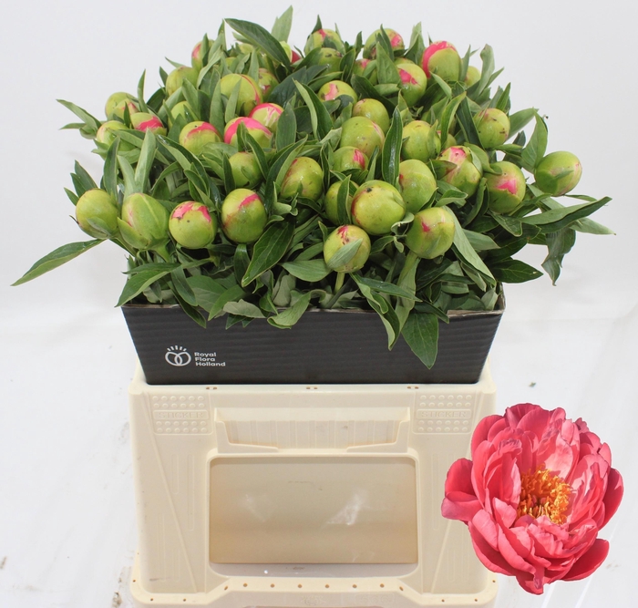 <h4>PAEO HH PINK HAWAI C</h4>