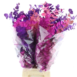 Euca Klb Cinerea Purple Mix