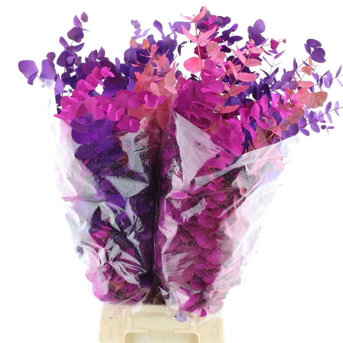 <h4>Euca Klb Cinerea Purple Mix</h4>