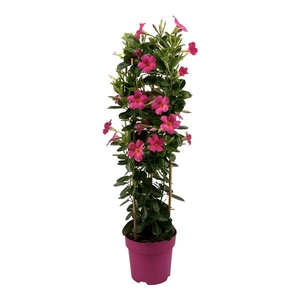 Mandevilla Sundaville Pink