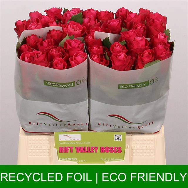 <h4>Rosa large movie star</h4>