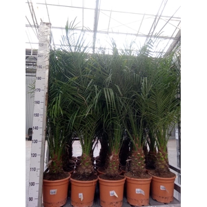 Phoenix roebelenii
