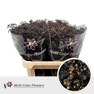 Gyps Grof Halloween Splash