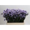 Limonium Donau Birds