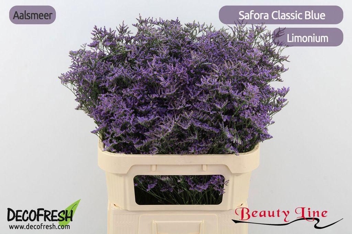 <h4>Limonium safora classic blue</h4>