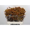 Anigozanthos Gold Fever