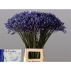 Agapanthus TR 'Dr. Brouwer'
