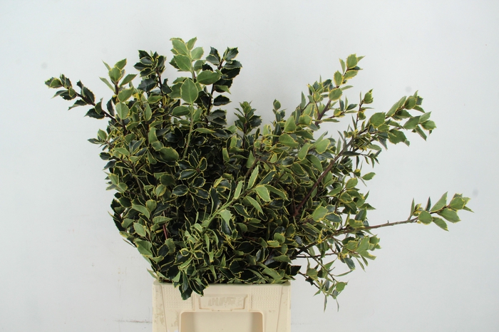 <h4>HULST BONT 60/70CM</h4>