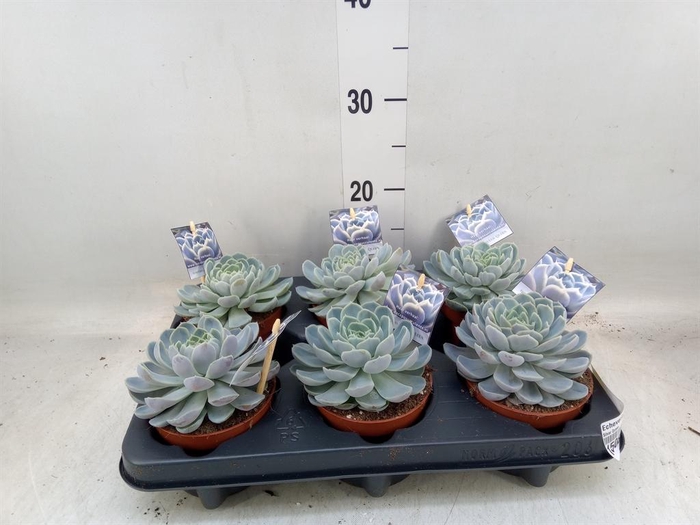 <h4>Echeveria ...</h4>