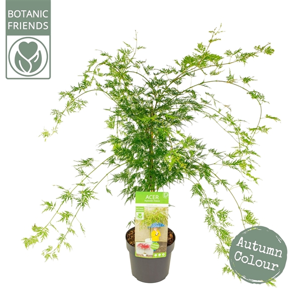 <h4>Acer palm. 'Emerald Lace'</h4>