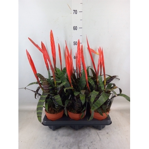 Vriesea  'Era'