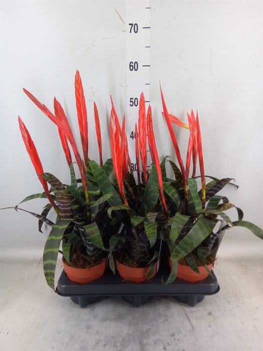 <h4>Vriesea  'Era'</h4>