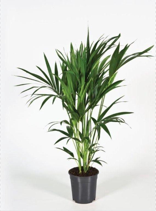<h4>Howea forsteriana 120cm (Kentia)</h4>