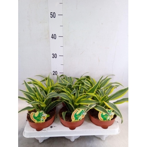 Dracaena frag. 'Surprise'