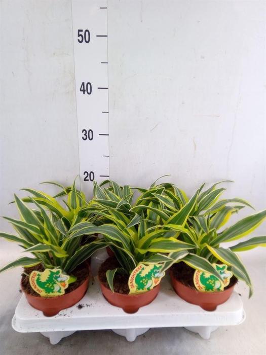 <h4>Dracaena frag. 'Surprise'</h4>