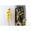 Cymb Yellow 12/15 Bl Per Tak