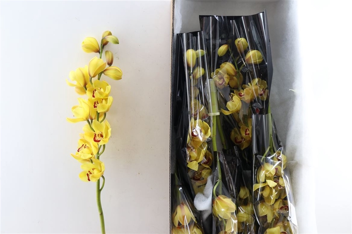 Cymb Yellow 12/15 Bl Per Tak