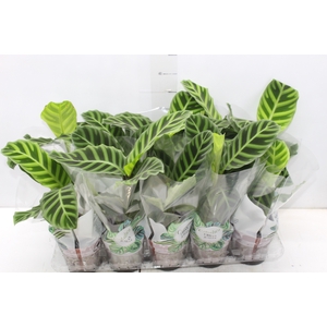 CALATHEA ZEBRINA P12