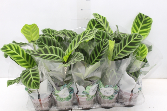 <h4>CALATHEA ZEBRINA P12</h4>