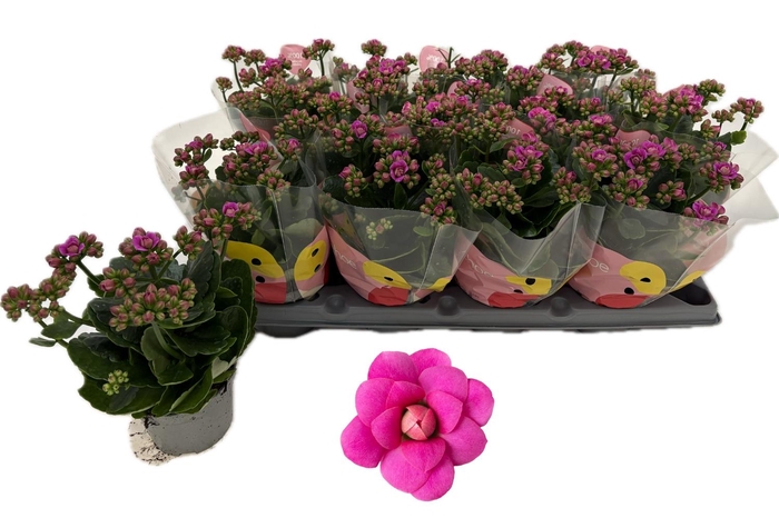 <h4>KAL GE MF AUGUSTA</h4>