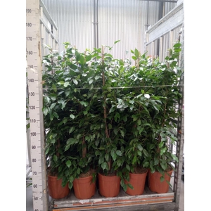 Ficus benja. 'Exotica'