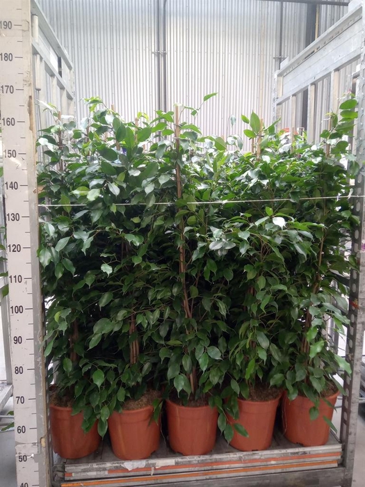 <h4>Ficus benja. 'Exotica'</h4>