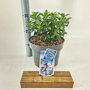 Viburnum tinus Eve Price