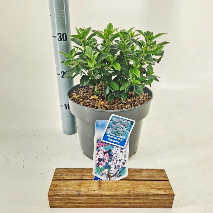<h4>Viburnum tinus Eve Price</h4>