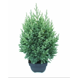 Juniperus chinensis 'Stricta' P17