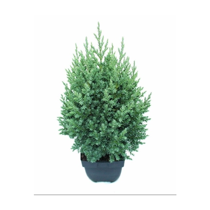 <h4>Juniperus chinensis 'Stricta' P17</h4>