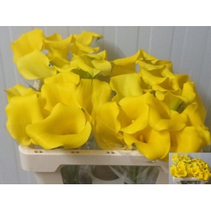 Calla Tusker