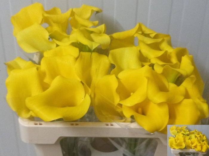 <h4>Calla Tusker</h4>