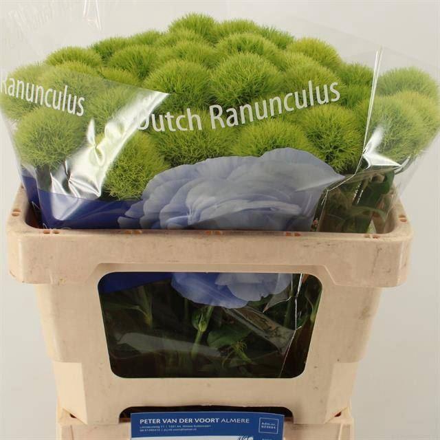 <h4>DIANTHUS BARB GREEN TRICK</h4>