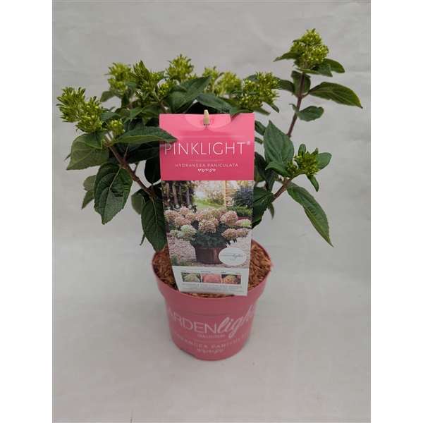 <h4>Hydrangea pan. IMPORT Pinklight 17cm</h4>
