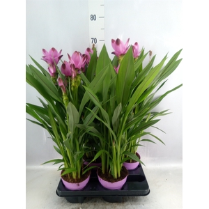 Curcuma alism. 'Siam Splash'