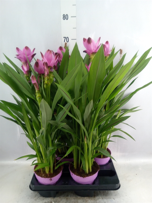 Curcuma alism. 'Siam Splash'