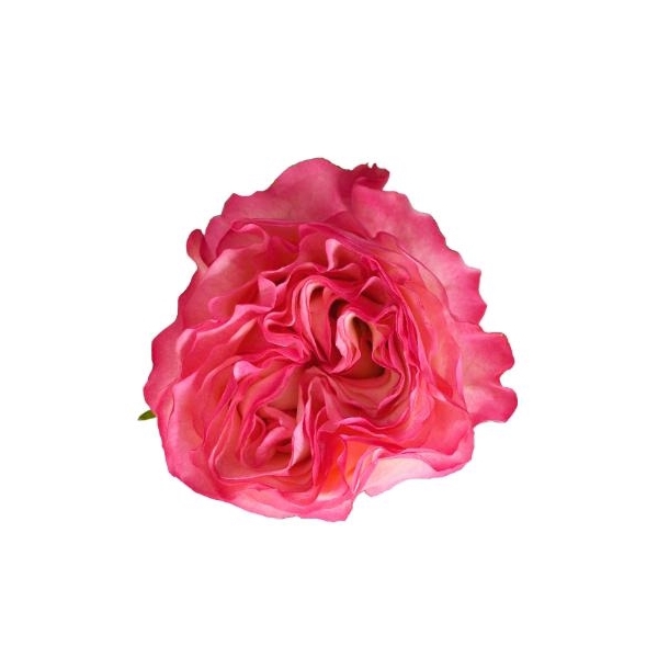 <h4>R Gr Enchantment Bicolor Pink 50cm EC</h4>