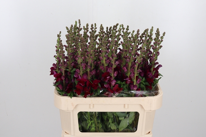 <h4>Antir Antibes Red</h4>