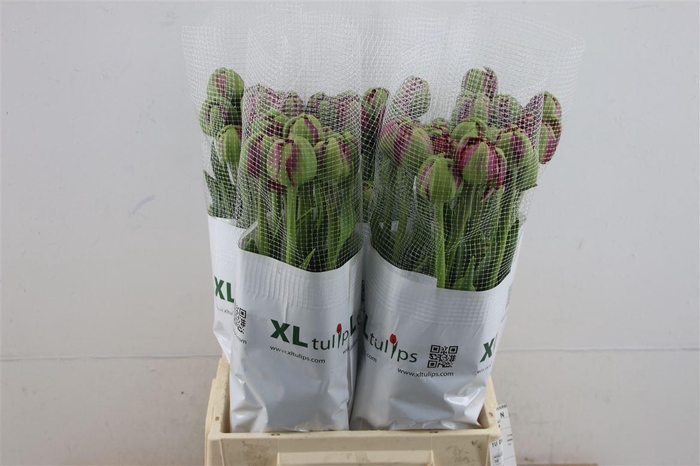 <h4>Tu Du Fr Emblazon</h4>