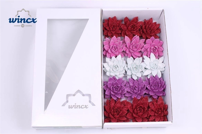 Echeveria Glitter Love Mix (wincx) Cutflower
