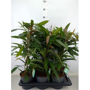 Ficus binn. 'Amstel King'