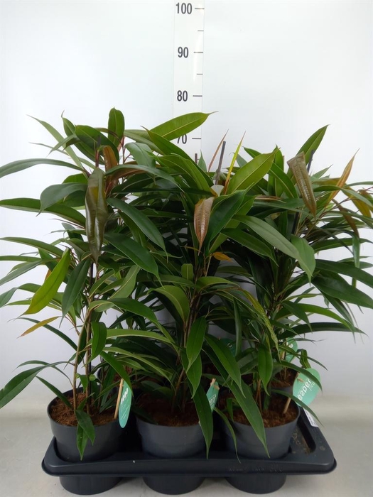 <h4>Ficus binn. 'Amstel King'</h4>